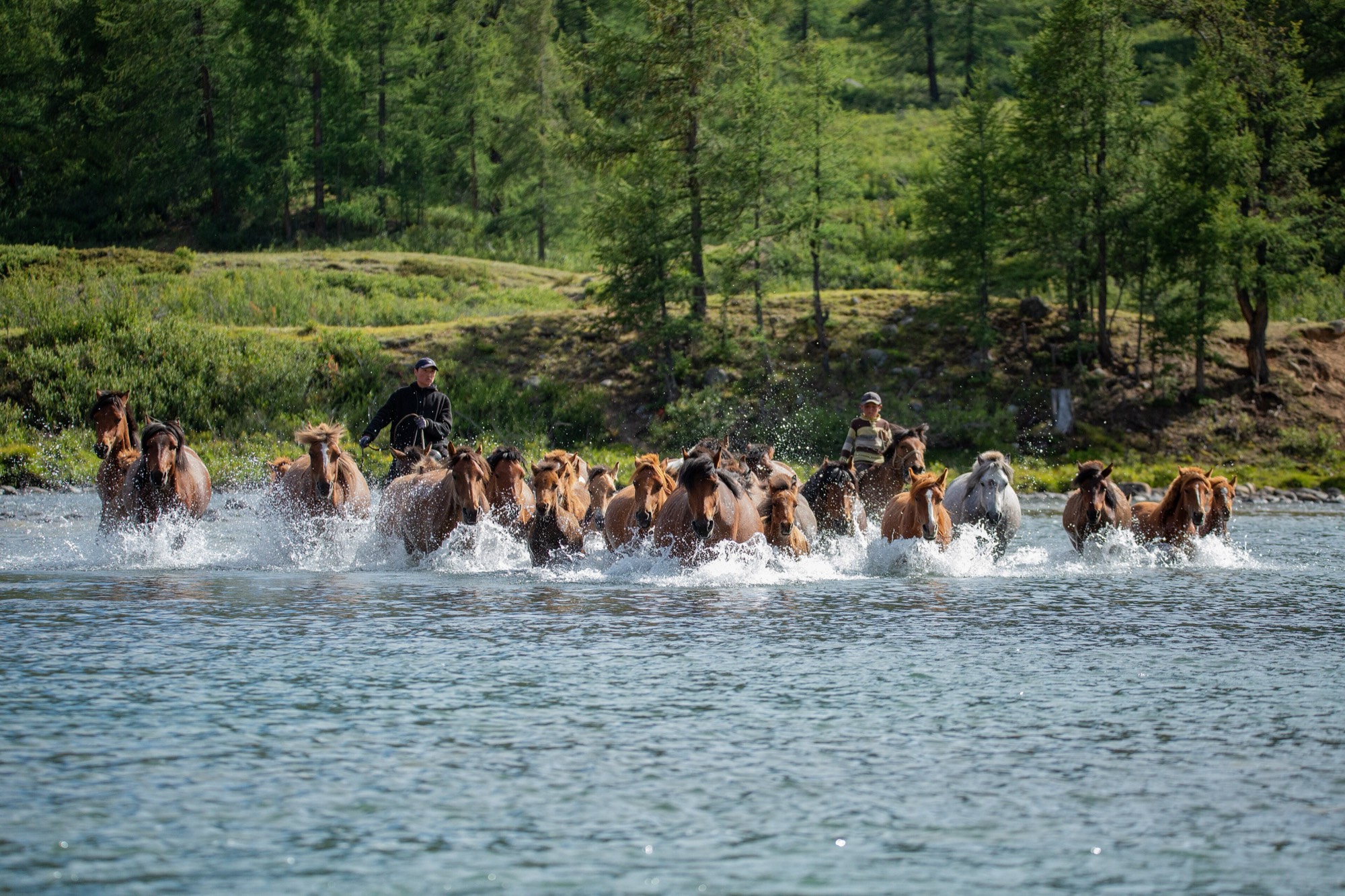 Herders driving horses across a river in western Mongolia